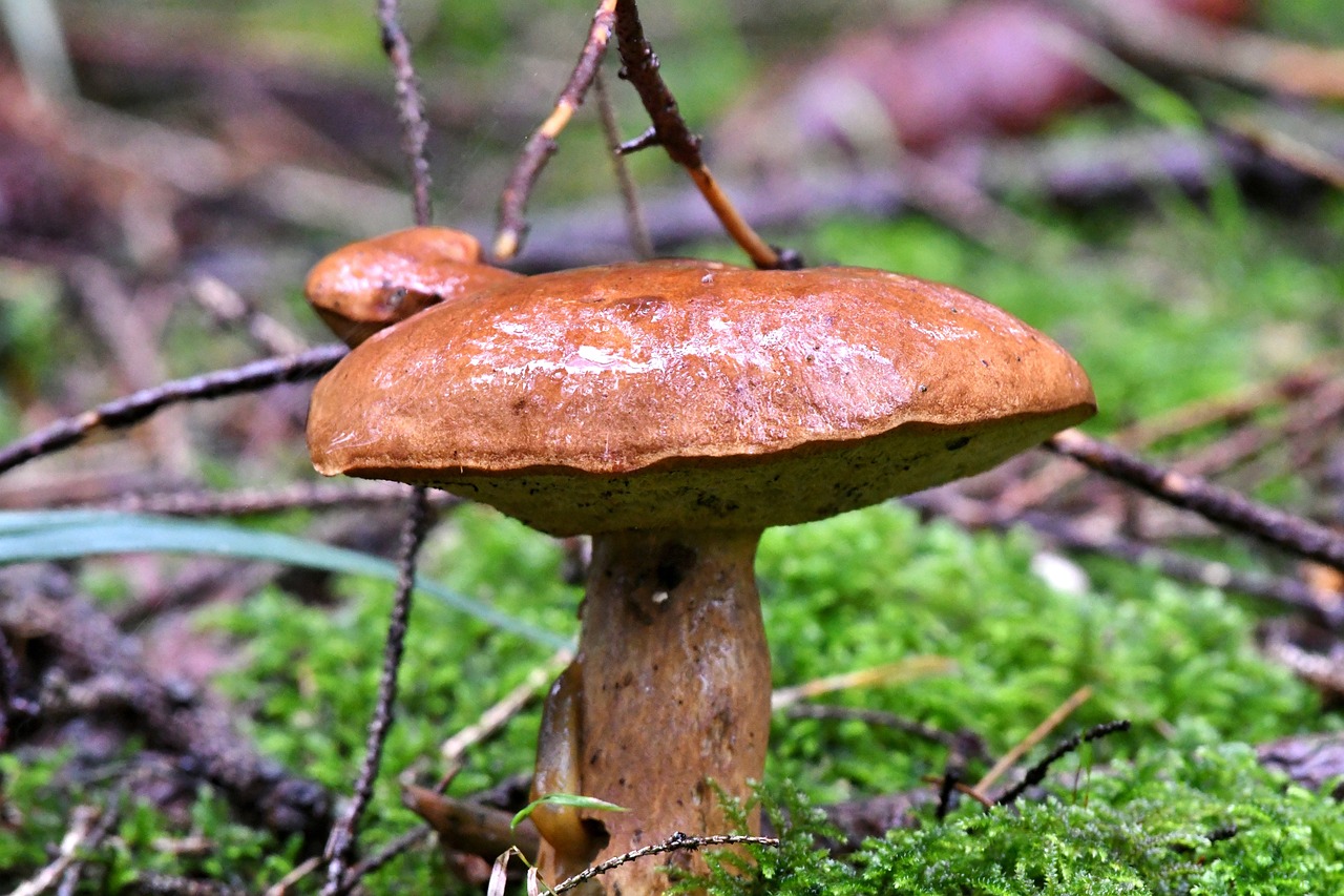 a close up of a mushroom on a moss covered ground, by Jim Nelson, pixabay, oaks, roofed forest, very wet, clathrus - ruber
