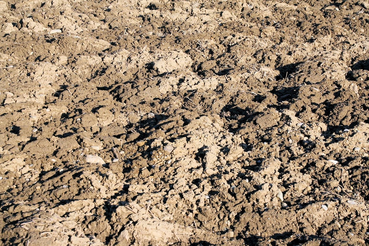 a dog that is standing in the dirt, a stock photo, by Thomas de Keyser, fine art, many holes, field of depth, [ closeup ]!!, lunar soil