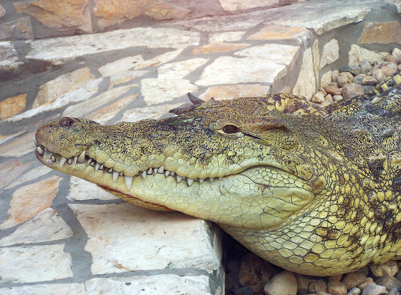 a large alligator laying on top of a pile of rocks, a picture, pexels, hurufiyya, beautiful face!!!!, closeup photo, family photo, realistic photo