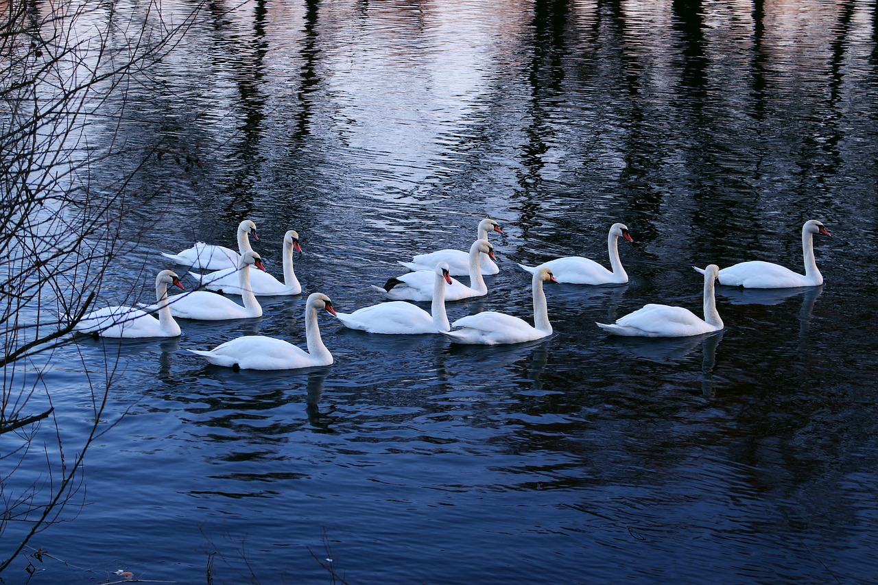 a group of swans floating on top of a lake, a photo, by Linda Sutton, shutterstock, captured in low light, today\'s featured photograph 4k, february), in a row