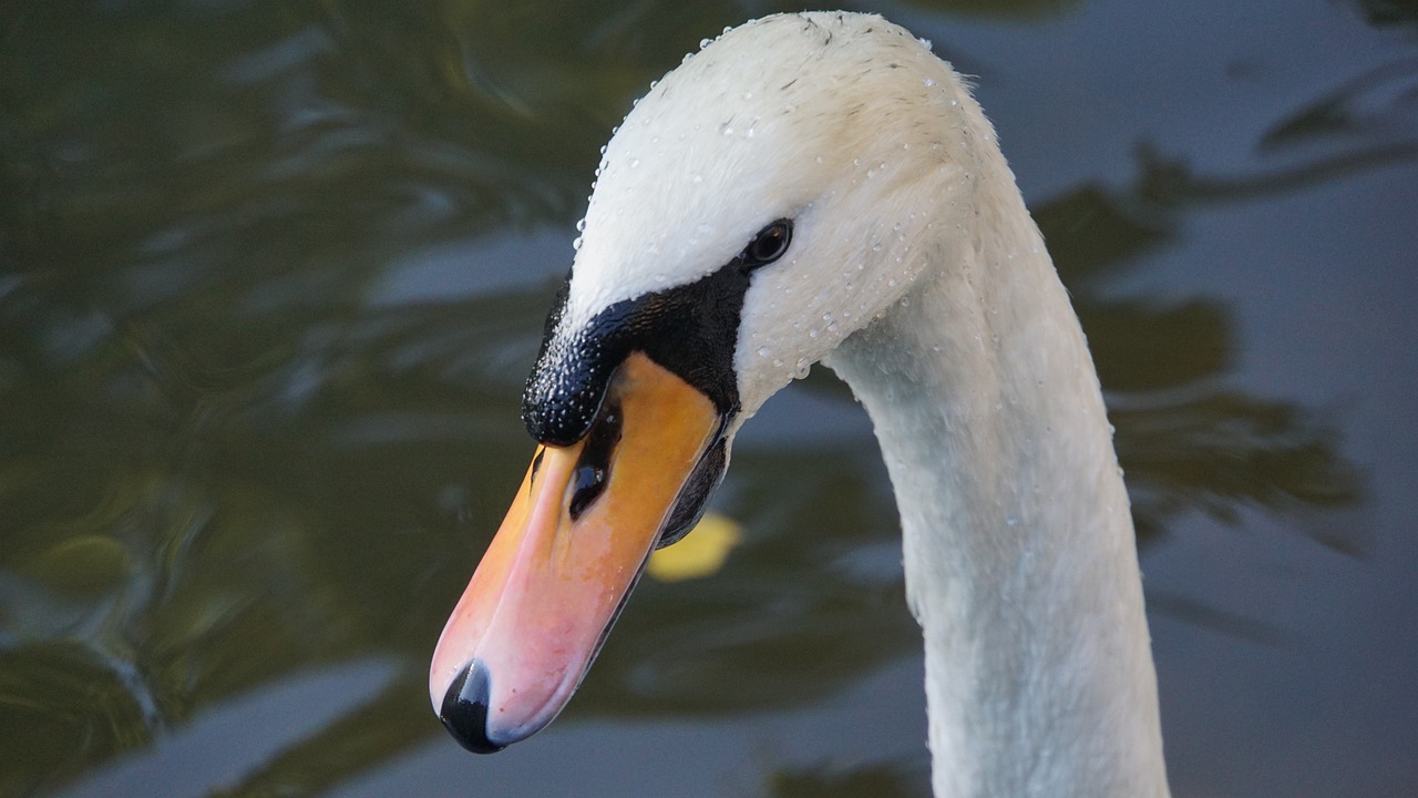a close up of a swan's head with water in the background, a portrait, flickr, tian zi, subject= duck, long neck, round faced