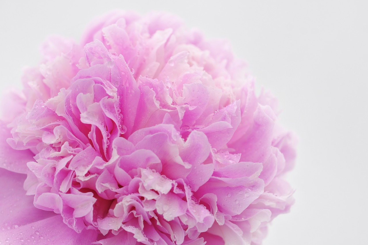 a close up of a pink flower on a white surface, romanticism, peony, close-up product photo