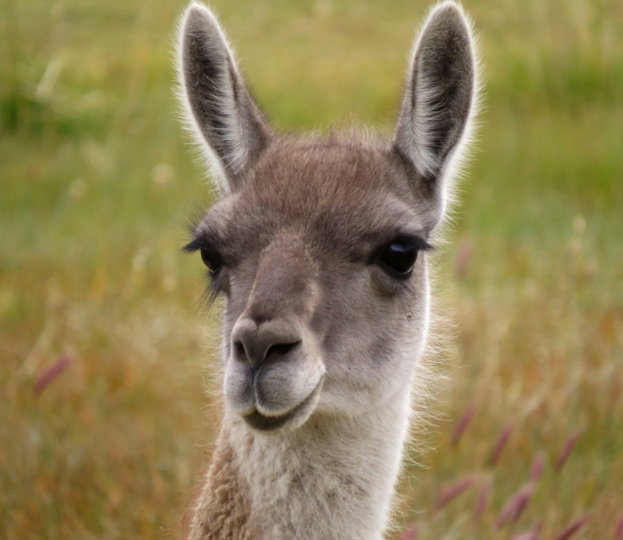 a close up of a llama in a field, a picture, by Edward Corbett, quechua, phot, shap