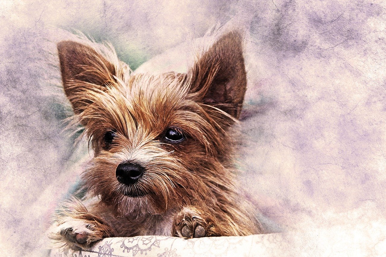 a close up of a dog looking over a wall, a digital painting, by Cindy Wright, pixabay contest winner, yorkshire terrier, watercolor effect, cuddly fur, relaxed expression