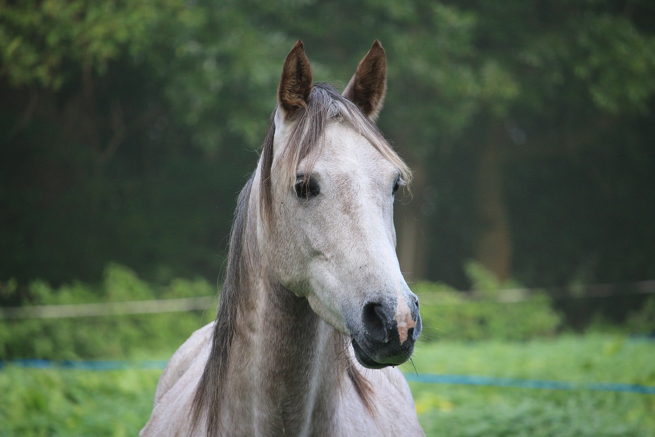 a white horse standing on top of a lush green field, a portrait, arabesque, short light grey whiskers, with a orientalist smileful face, head and shoulders view, grey ears