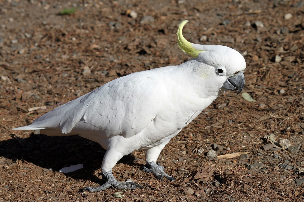 a white bird standing on top of a dirt field, with a white muzzle, elegant yellow skin, cocky smirk, cute decapodiformes