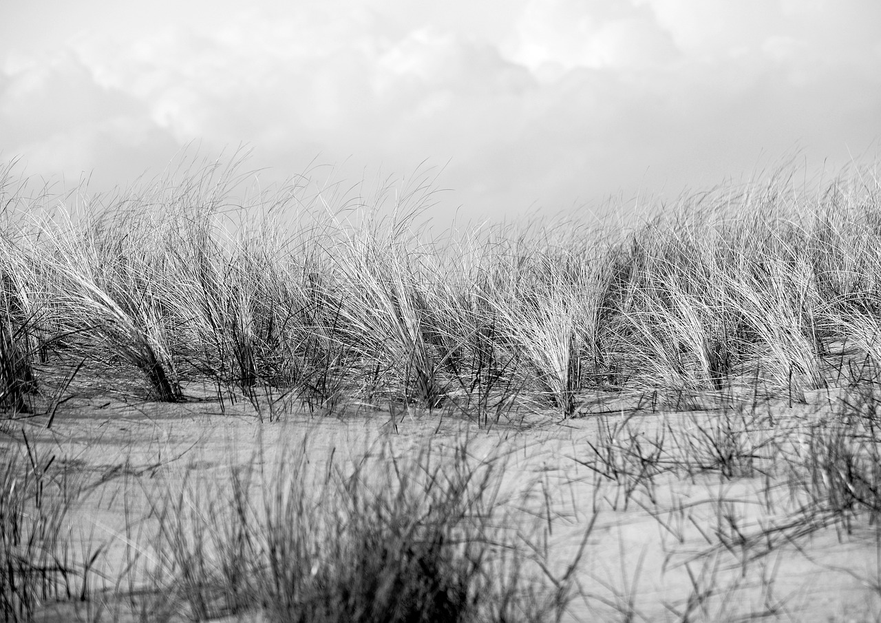 a black and white photo of a field of tall grass, a black and white photo, by Karl Pümpin, unsplash, fine art, sand and sea, springtime, dutch landscape, many small details