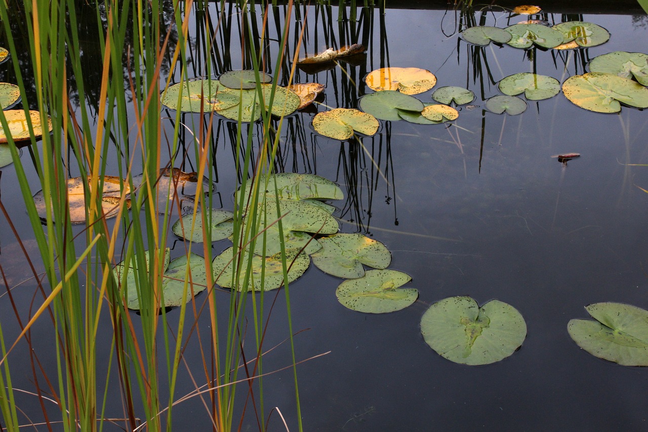 a pond filled with lots of green lily pads, flickr, bullrushes, autum, reflective pool, captured with sony a3 camera