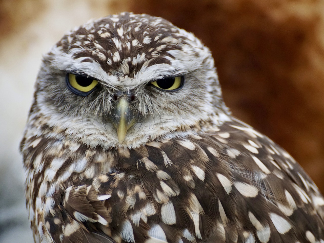 a close up of an owl looking at the camera, a portrait, by Dave Allsop, pexels, showing anger, “portrait of a cartoon animal, speckled, wrinkly