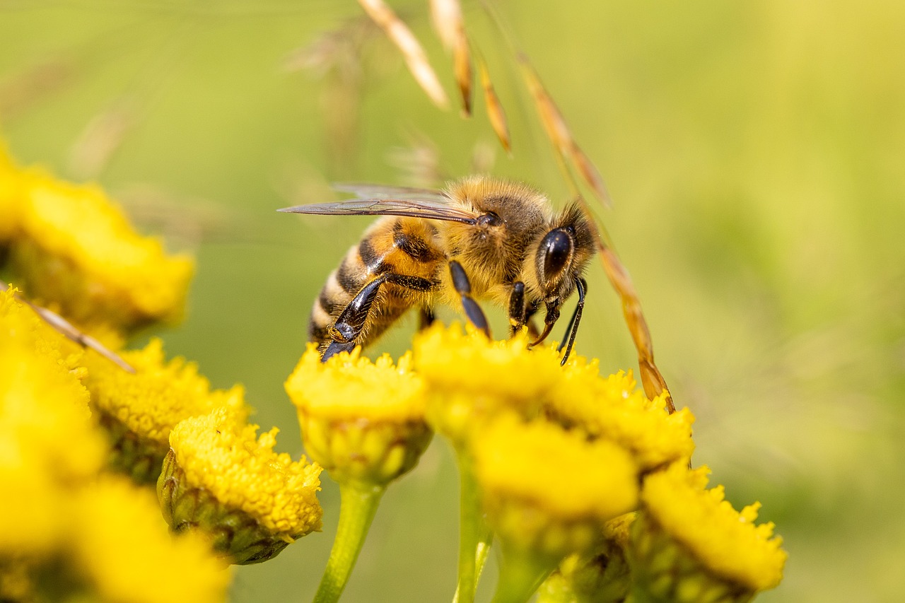 a close up of a bee on a flower, happening, yellow carpeted, 🐝👗👾, with yellow flowers around it, (bee)