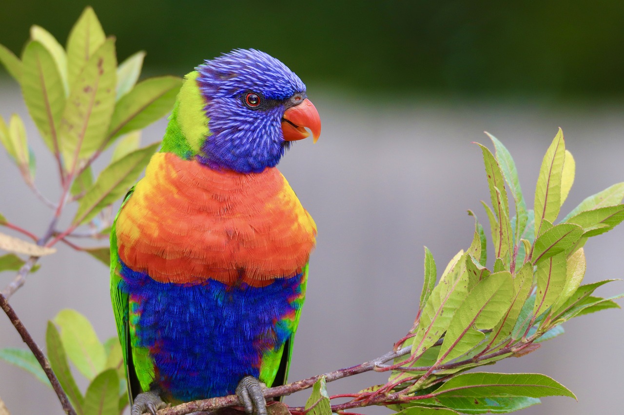 a colorful bird sitting on top of a tree branch, inspired by Charles Bird King, pexels, rainbow fur, 4 k hd wallpapear, green blue red colors, full of colour w 1024