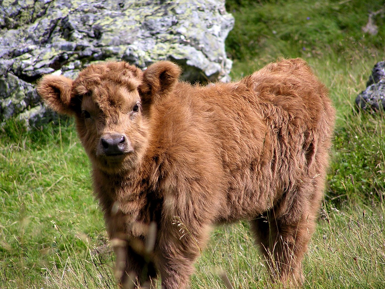 a brown cow standing on top of a lush green field, a picture, by Edward Corbett, flickr, brown fluffy hair, just a cute little thing, in the hillside, the second… like a calf