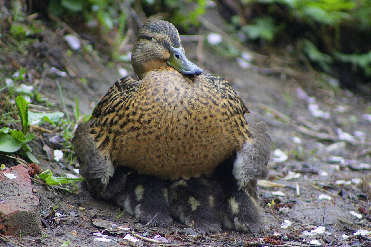 a duck that is laying down on the ground, by Jacob Duck, flickr, renaissance, motherly, sitting on a log, award - winning photo. ”, pregnancy