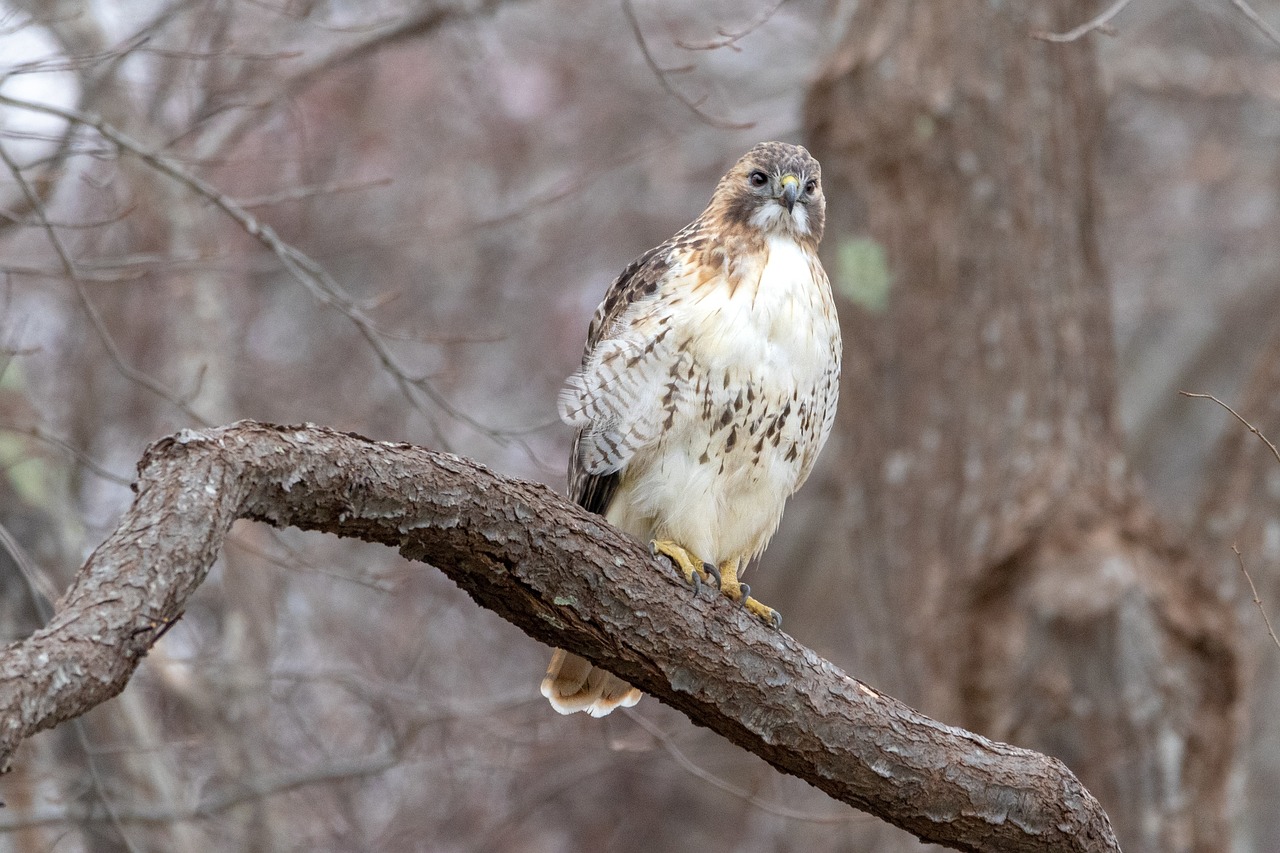 a bird sitting on top of a tree branch, a portrait, by Jim Manley, pexels, plein air, hawk wings, confident pose, lone female, raptor