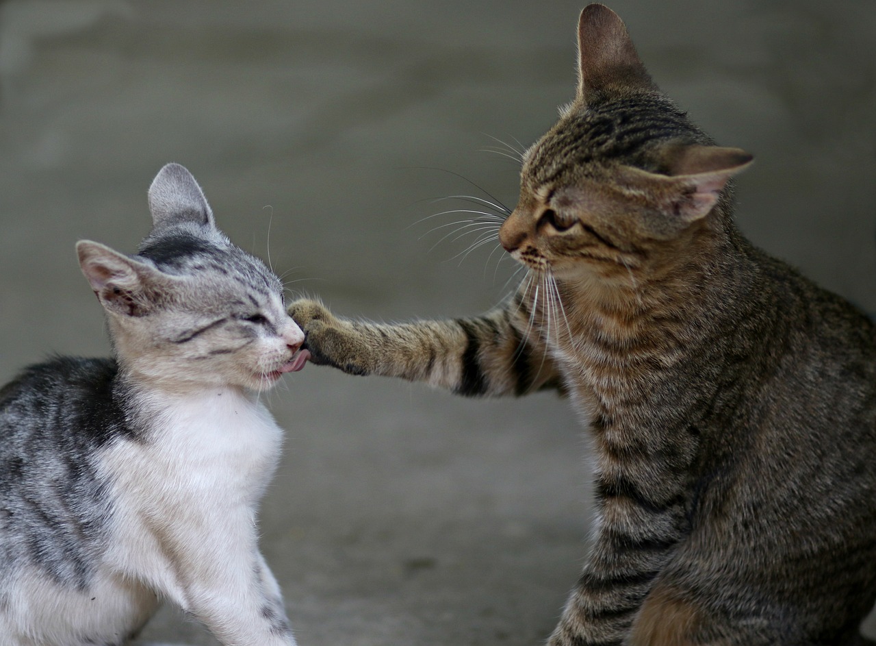 a couple of cats standing next to each other, a picture, by Dave Allsop, flickr, dau-al-set, hand to hand combat, close-up fight, photograph credit: ap, first place