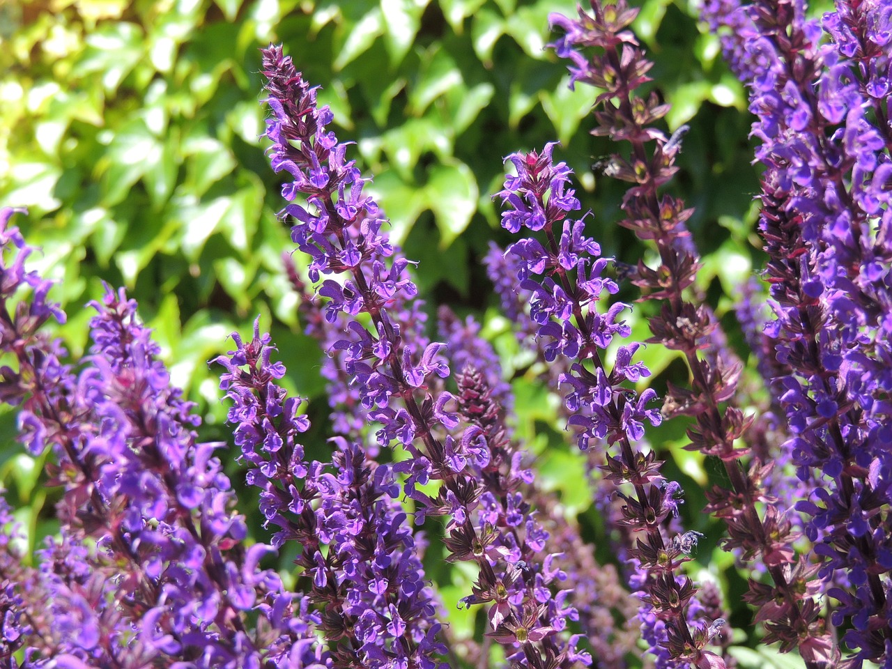 a close up of a bunch of purple flowers, in salvia divinorum, lush garden leaves and flowers, slightly sunny weather, warm shading