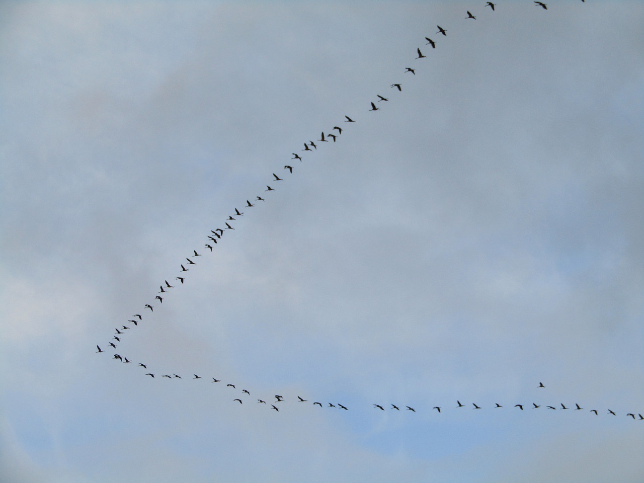 a flock of birds flying through a cloudy sky, a photo, figuration libre, goose, portlet photo, trailing off into the horizon, antennae