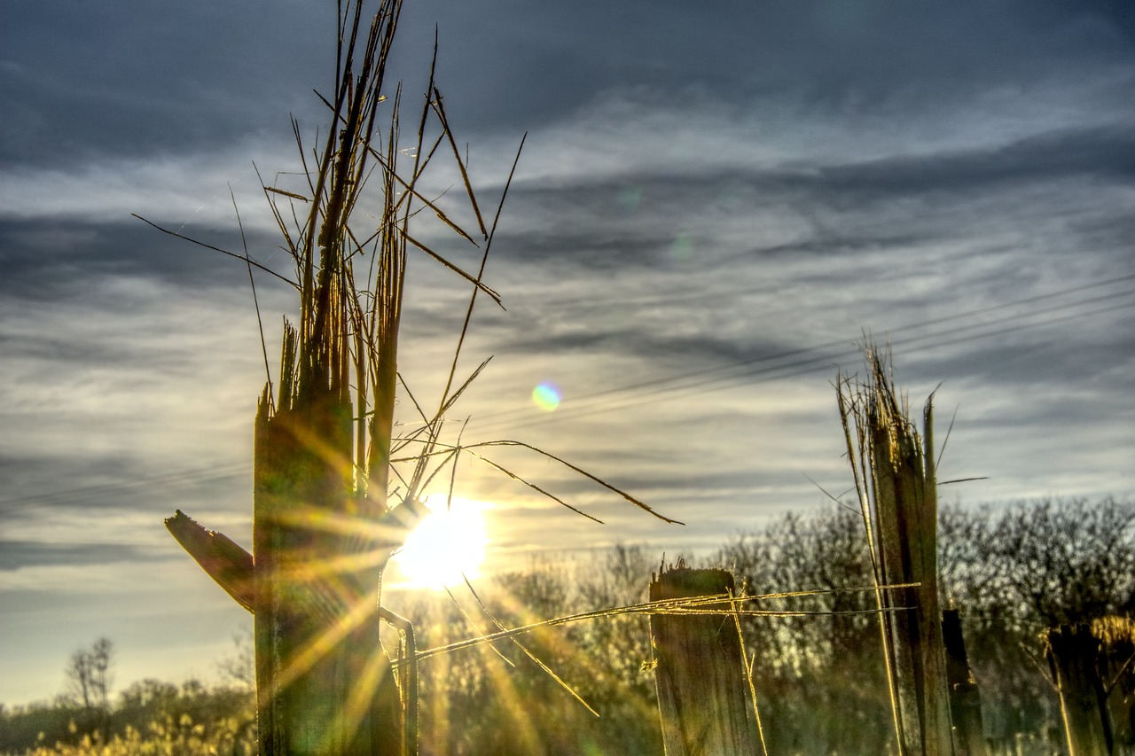 the sun shines through the branches of a tree, a picture, by Thomas Häfner, flickr, land art, bullrushes, post processed 4k, hdr detail, spikes