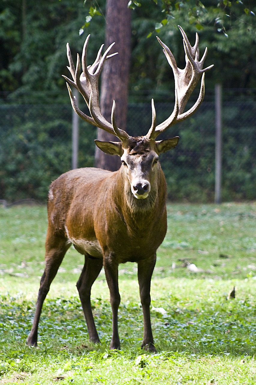 a deer that is standing in the grass, a photo, pixabay, sumatraism, taken in zoo, big!!!!!!!!!!!!, voluptuous male, shot on a 2 0 0 3 camera