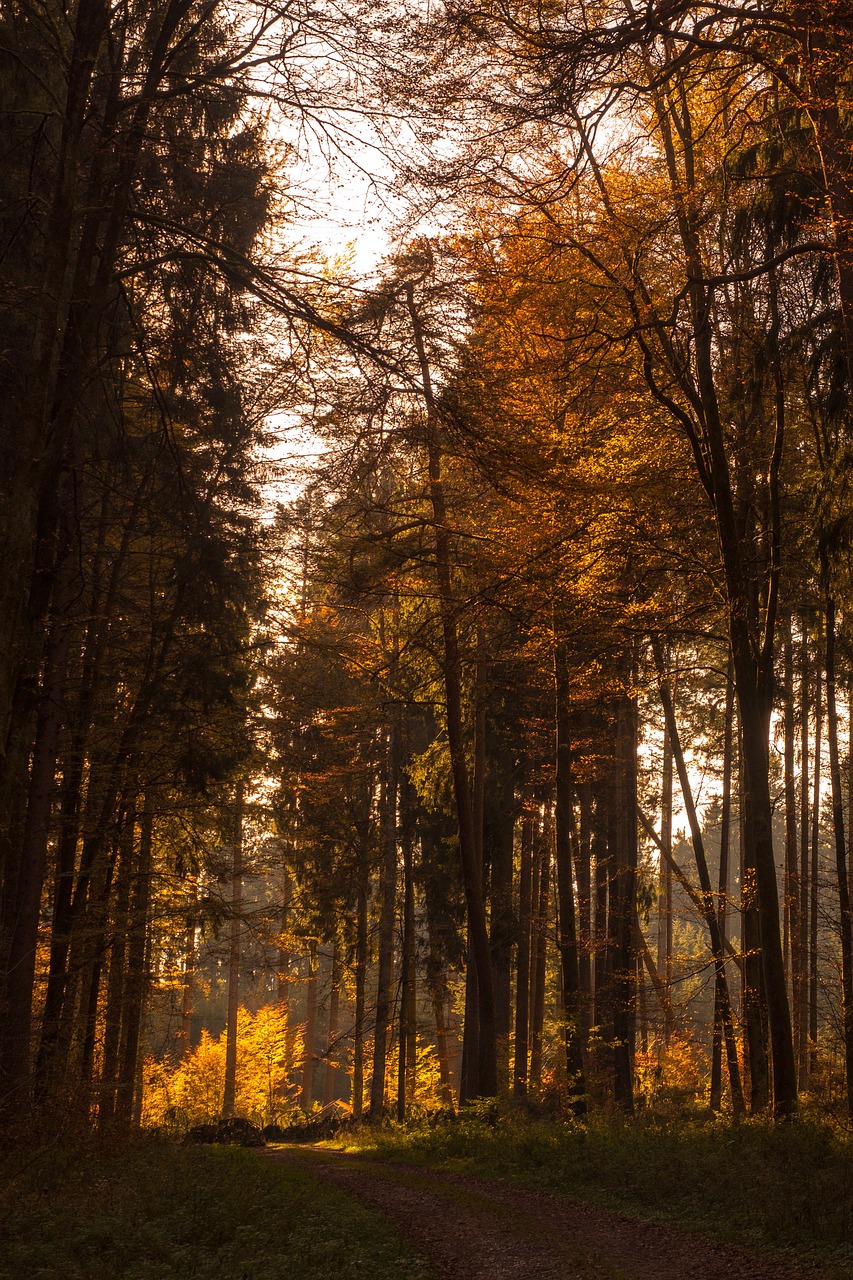 the sun is shining through the trees in the woods, a picture, by Thomas Häfner, shutterstock, tonalism, autumn sunset, black forest, golden colors, soft light from the side