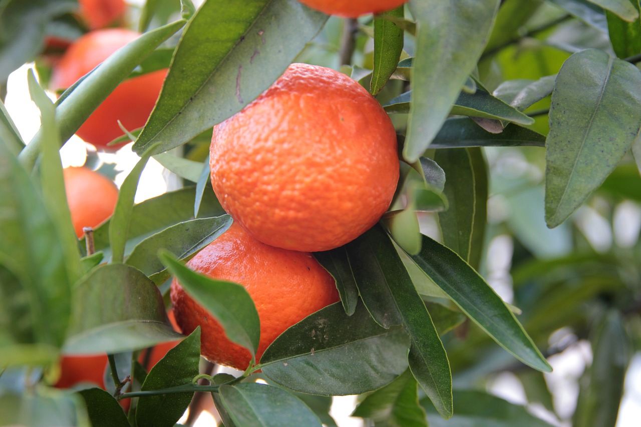 a close up of a bunch of oranges on a tree, arabesque, high quality product image”