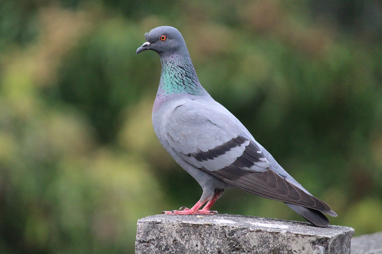 a pigeon sitting on top of a cement block, by Jan Rustem, green head, smooth shank, ophanim has bird wings, looking smart