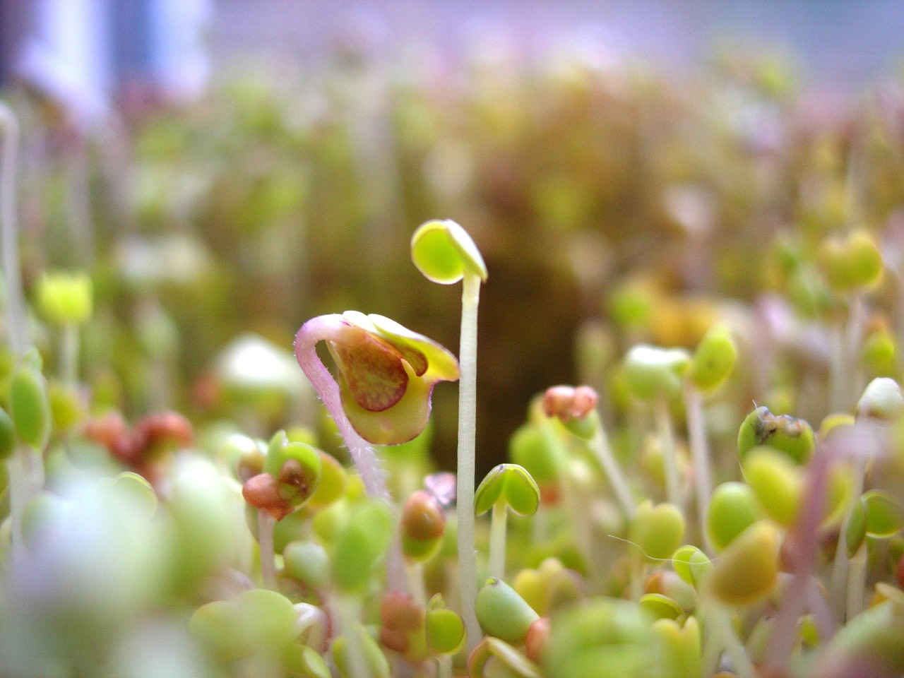 a close up of a bunch of sprouts, by Hiroyuki Tajima, worm\'s eye view, hydroponic farms, smooth tiny details, mustard