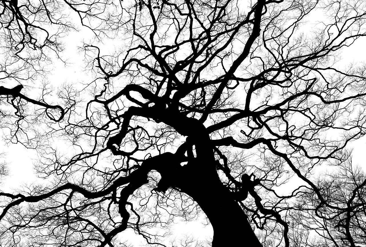 a black and white photo of a tree with no leaves, inspired by Edgar Schofield Baum, pexels, fractal veins. dragon cyborg, with branches! reaching the sky, black silhouette, low angle!!!!