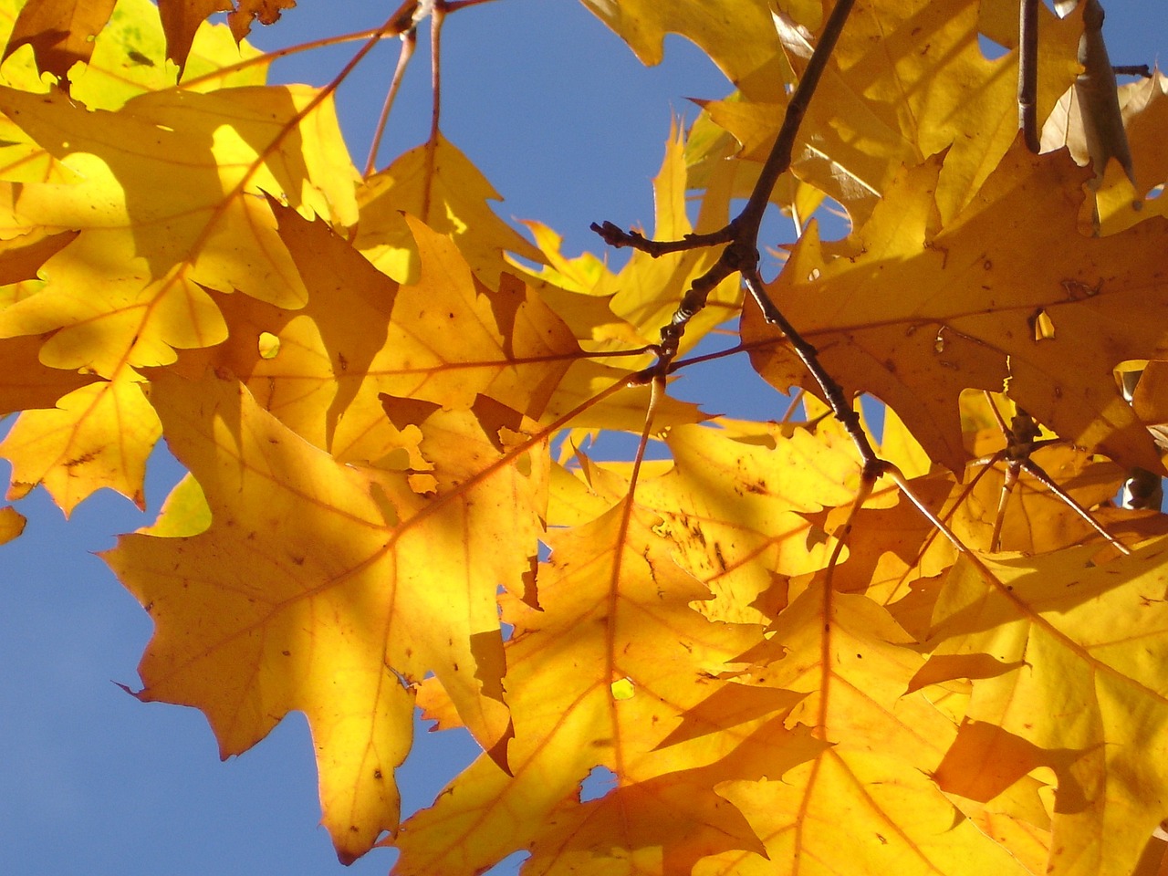 a close up of yellow leaves against a blue sky, by Istvan Banyai, hurufiyya, golden heavenly lights, oak, maple syrup highlights, yellow artificial lighting