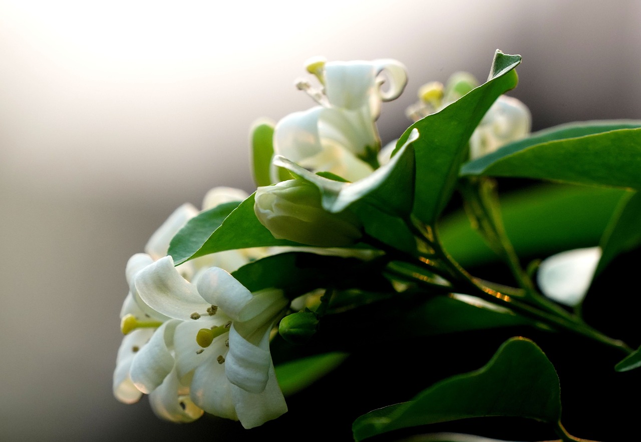 a close up of a bunch of white flowers, by John Murdoch, flickr, hurufiyya, jasmine, in profile, horn, still life photography