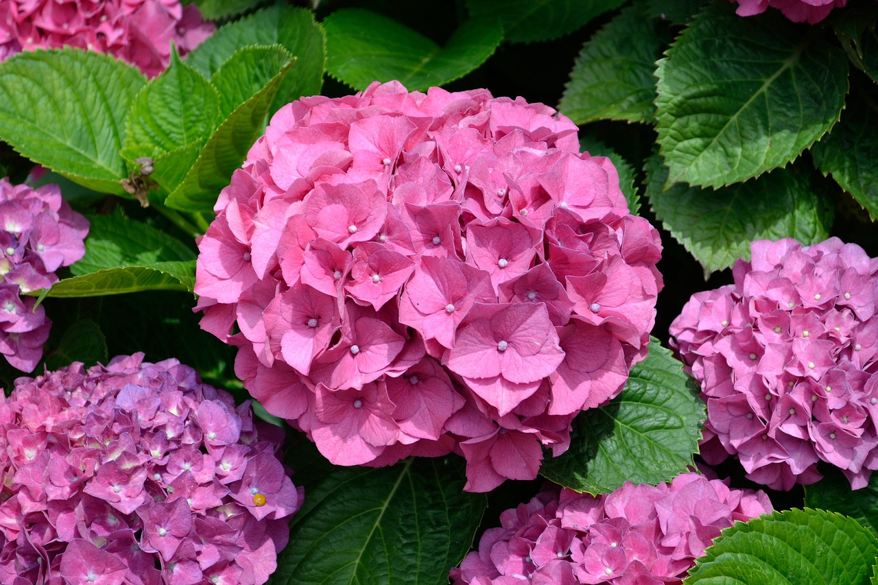 a bunch of pink flowers with green leaves, by Yi Jaegwan, shutterstock, an isolated hydrangea plant, beautiful flower, closeup photo, masterpiece”