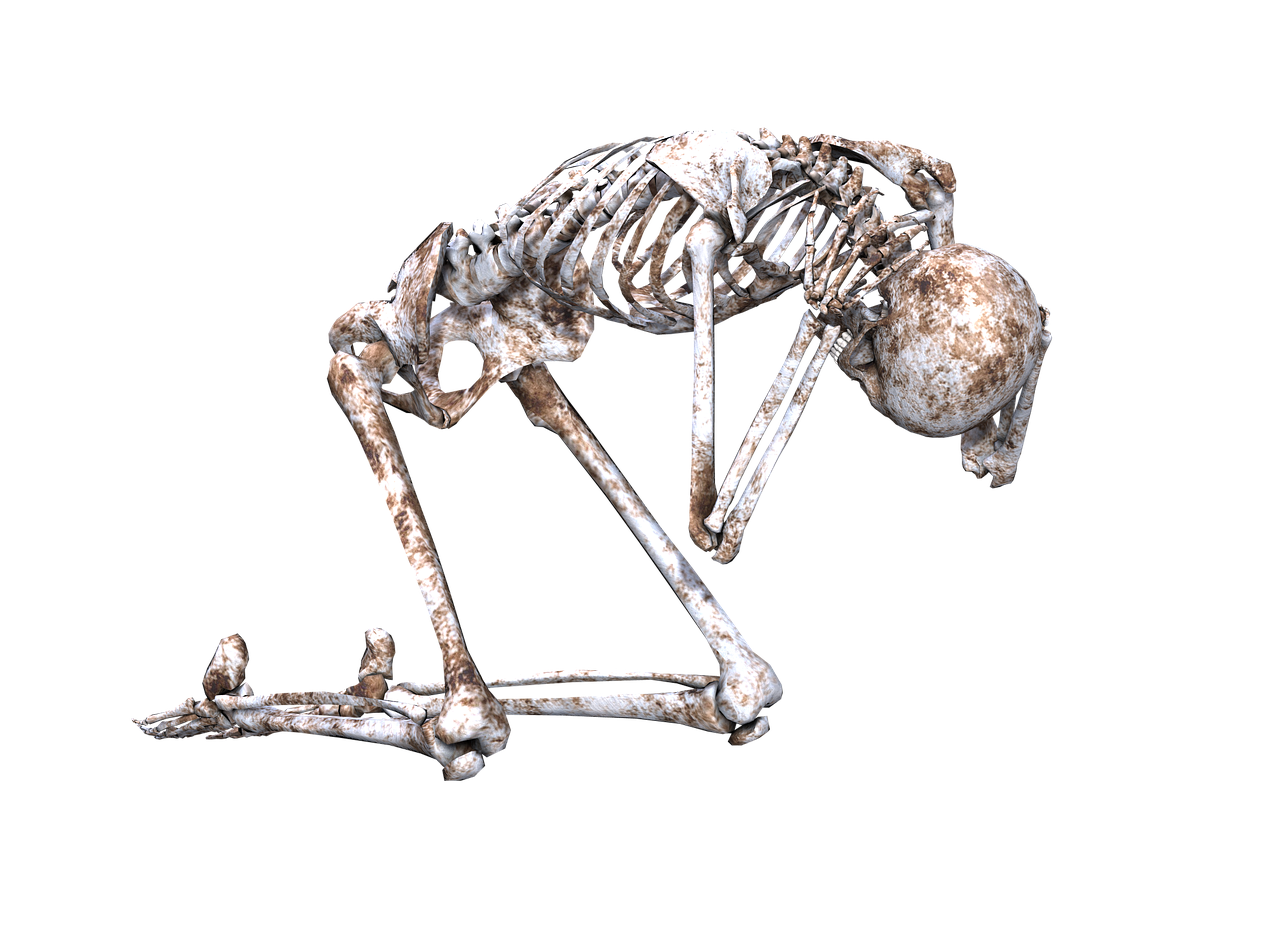 a skeleton of a bird on a black background, a digital rendering, renaissance, tarsier, bent over posture, discovered for the first time, kneeling