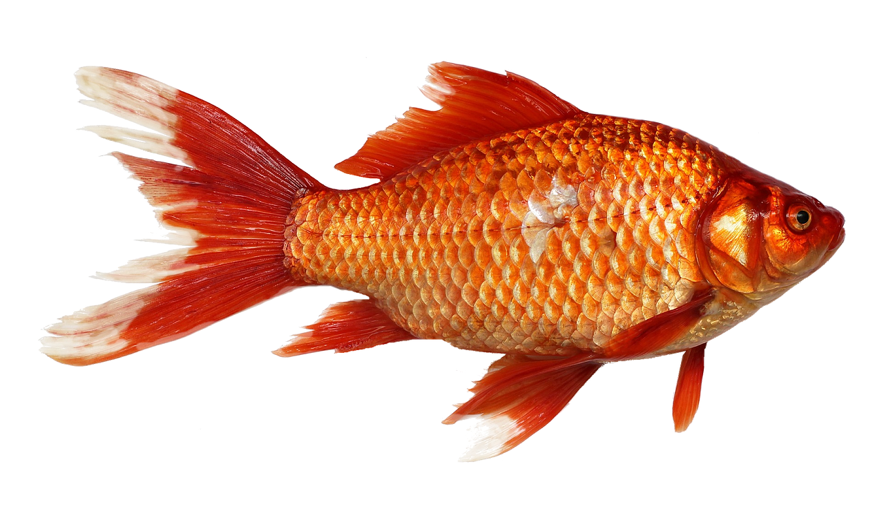 a close up of a fish on a black background, a digital rendering, by Wen Boren, shutterstock, photorealism, red and orange colored, full body and head view, halyomorpha halys, stock photo