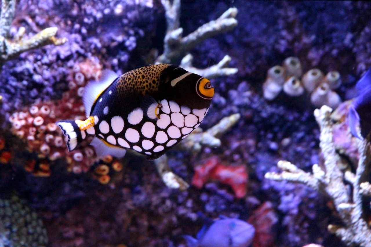 a close up of a fish in an aquarium, by Paul Emmert, flickr, polka dot, very ornamented, black and yellow colors, underwater with coral and fish