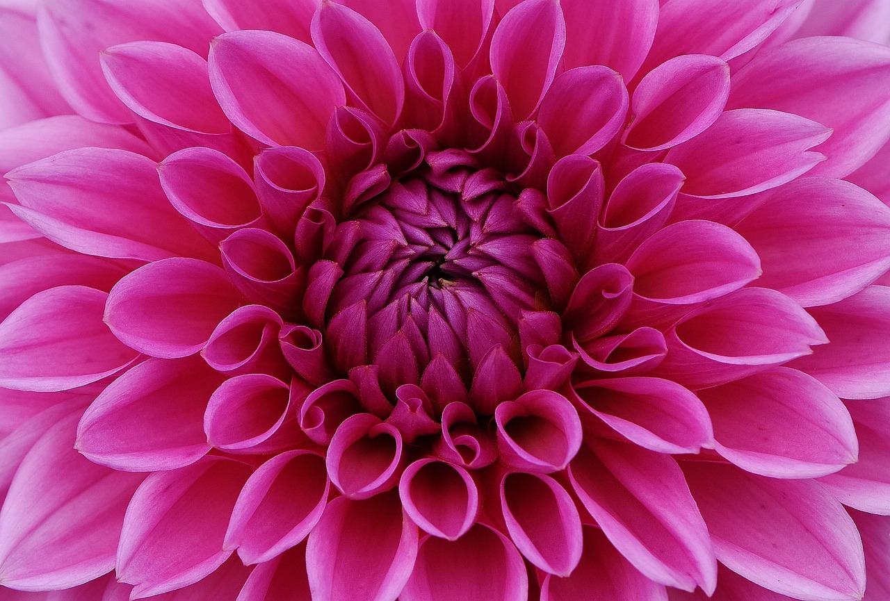 a close up view of a pink flower, by Ikuo Hirayama, flickr, precisionism, giant purple dahlia flower head, intricate”, award-winning”, wallpaper”