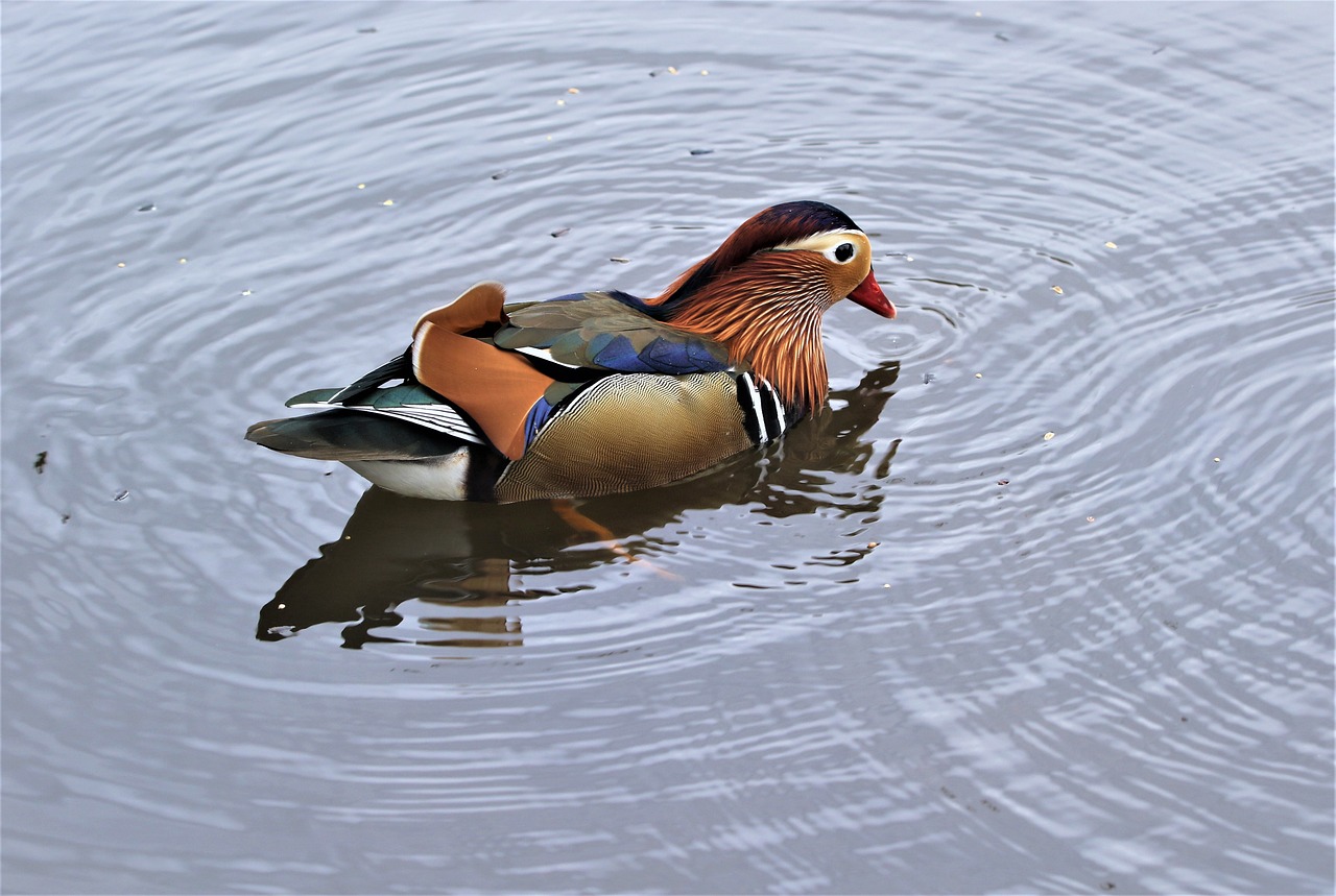 a duck floating on top of a body of water, by Jan Rustem, shutterstock, shin hanga, colorful bird with a long, rippling muscles, young adult male, [ realistic photo ]!!