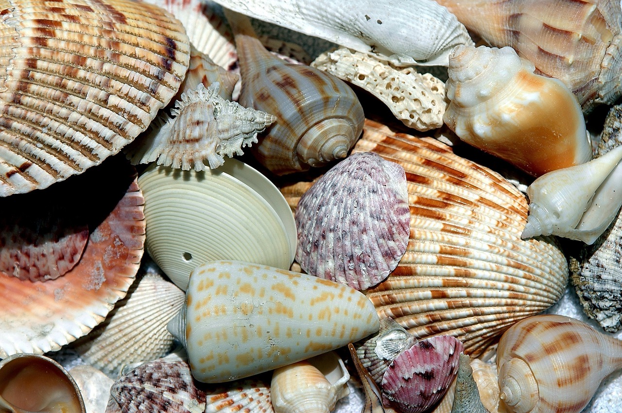 a pile of shells sitting on top of a table, a mosaic, pexels, vivid colors!, variety of shapes and textures, high quality product image”