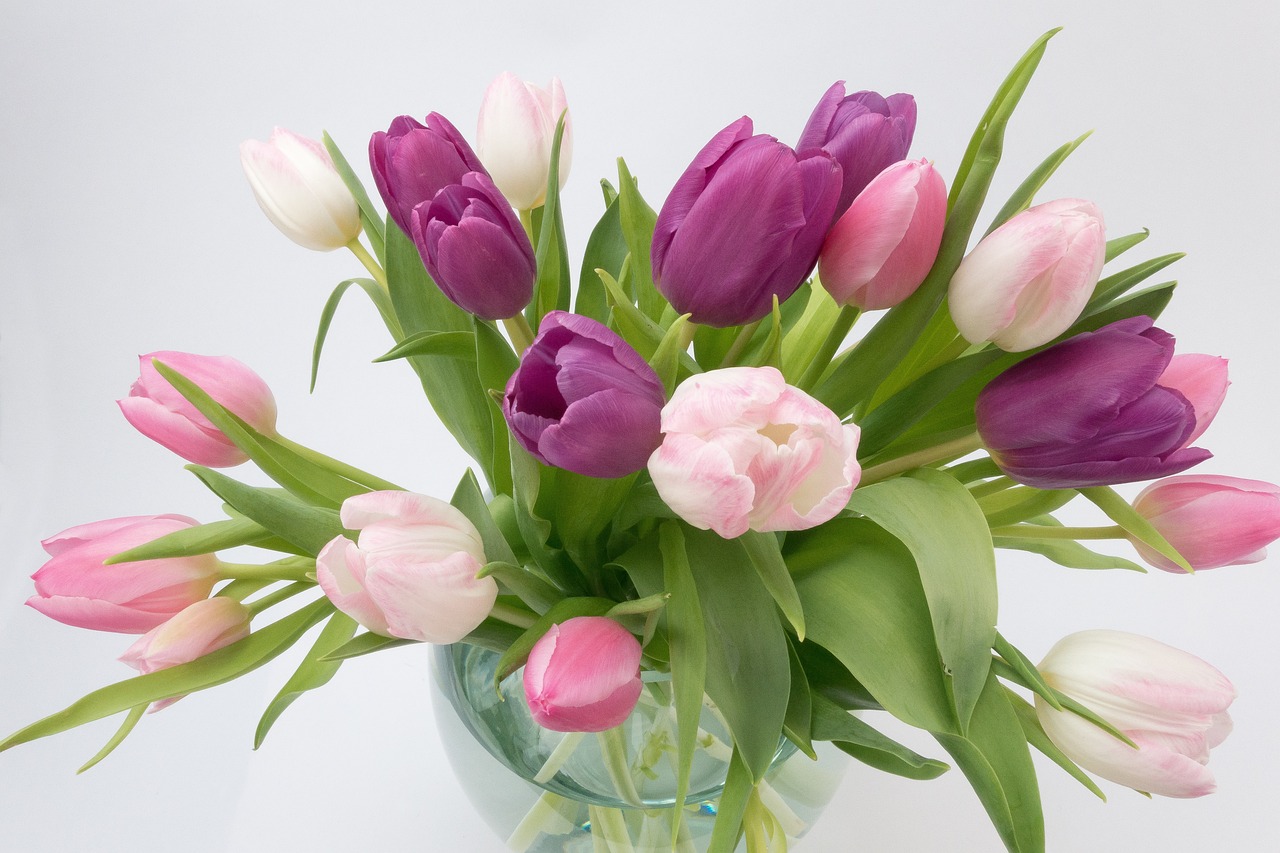 a vase filled with pink and white tulips, purple colors, smooth color, beautiful flower, cheap