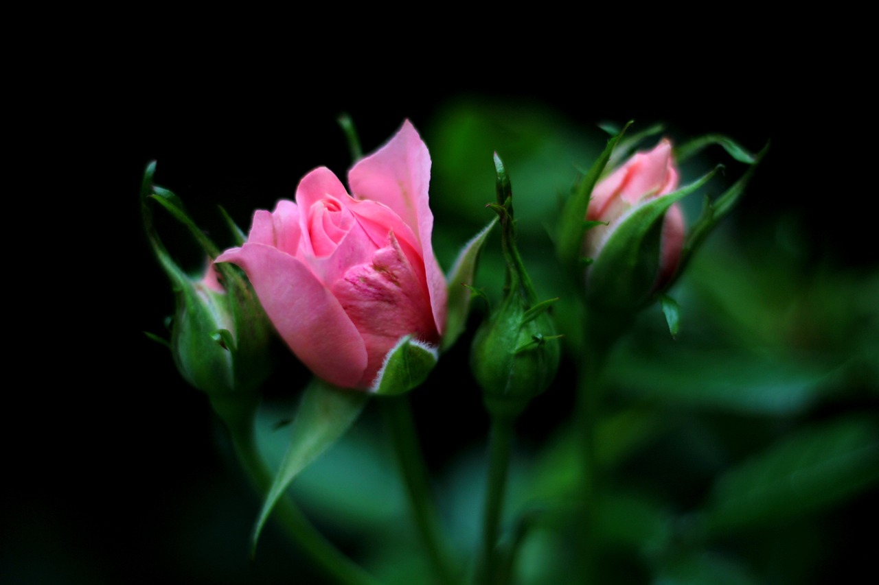 a close up of a pink rose budding, by Yi Jaegwan, flickr, romanticism, against dark background, male and female, focus in the foreground, sha xi