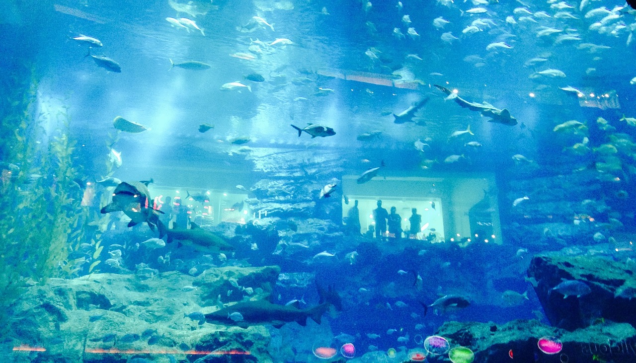 a large aquarium filled with lots of fish, a screenshot, by Robbie Trevino, pexels, fine art, overexposed photograph, dubai, lagoon, fantasy!!!