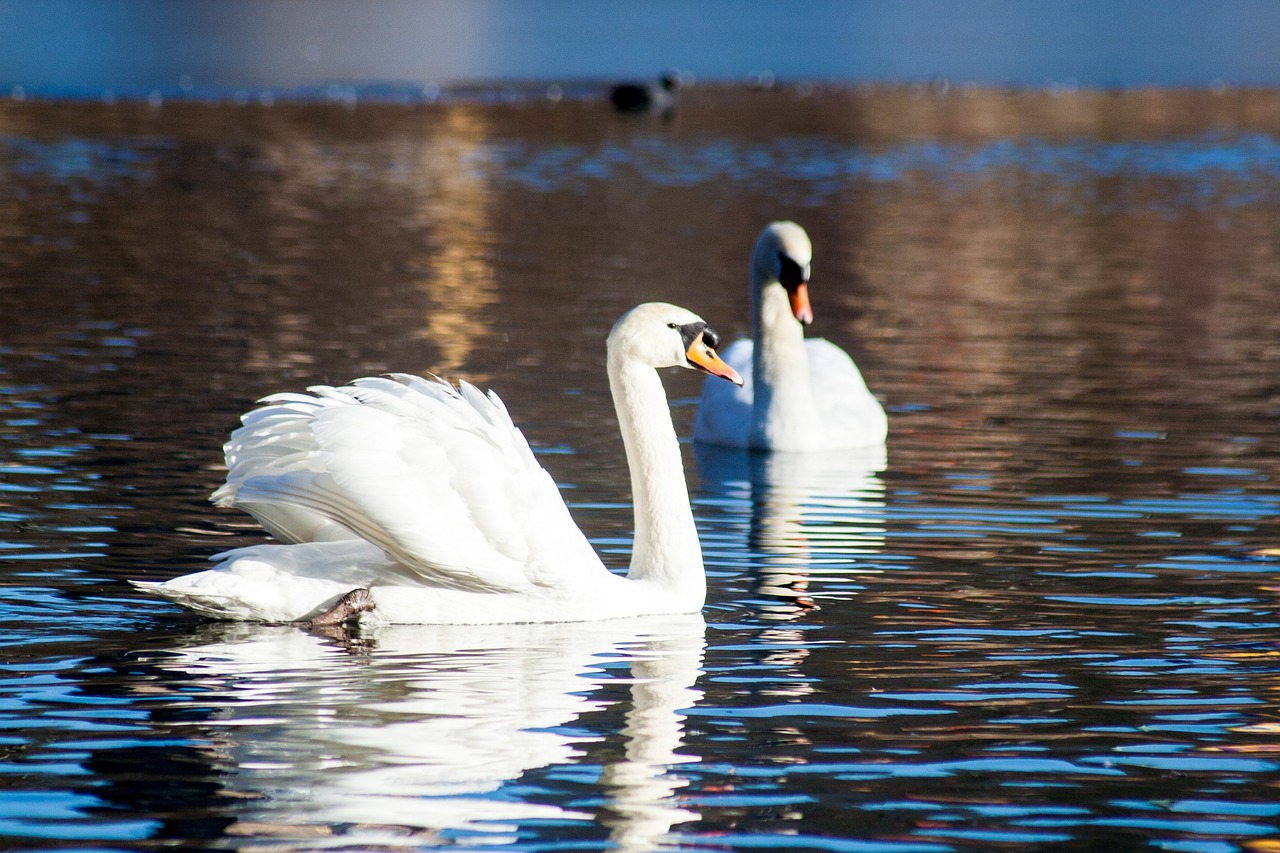 a couple of white swans floating on top of a lake, a photo, by Jim Nelson, 8k 50mm iso 10, high res photo, high contrast!, february)