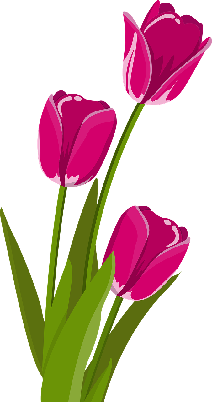 three pink tulips with green leaves on a black background, a digital painting, clipart, colored accurately, beautiful flower, iphone background