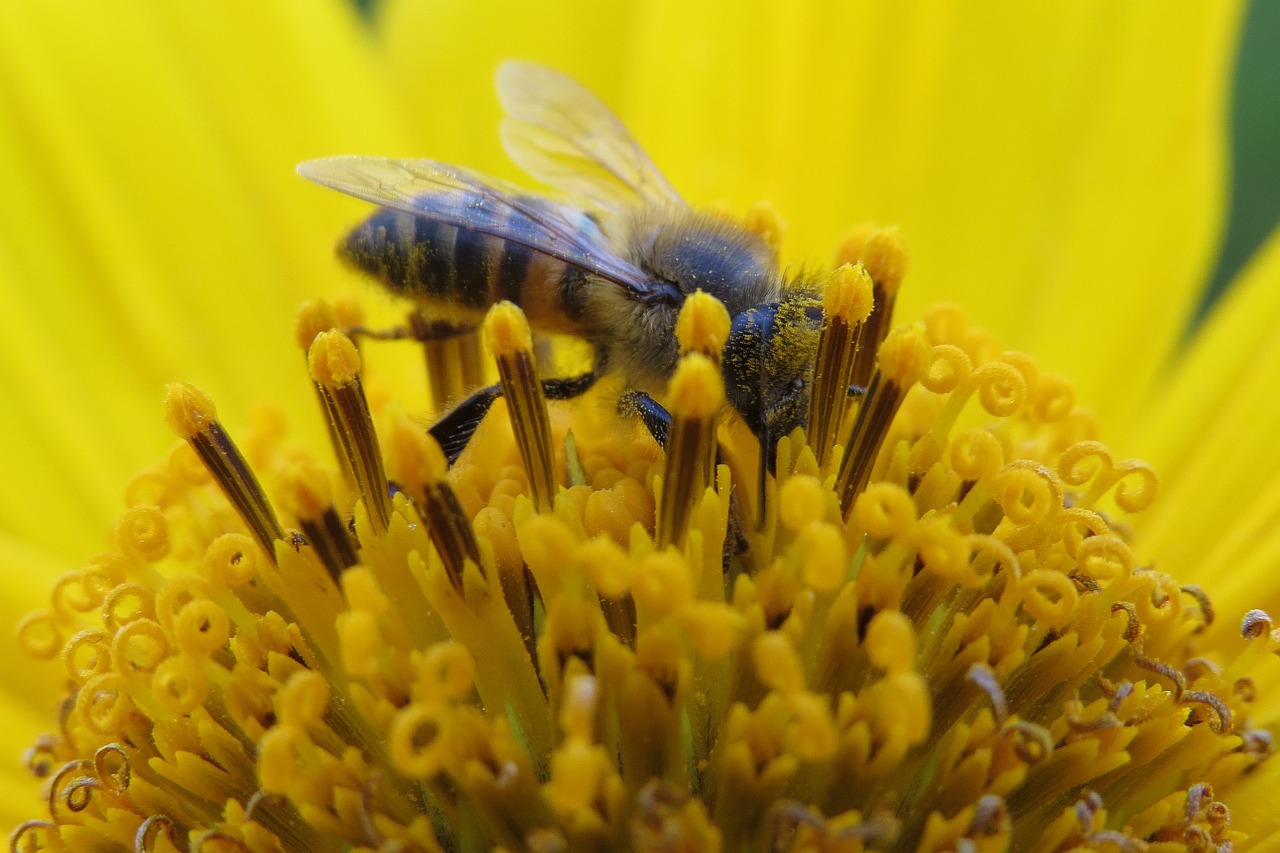 a bee sitting on top of a yellow flower, a macro photograph, by Tom Carapic, hurufiyya, bees covering whole body, depth, afp, flash photo