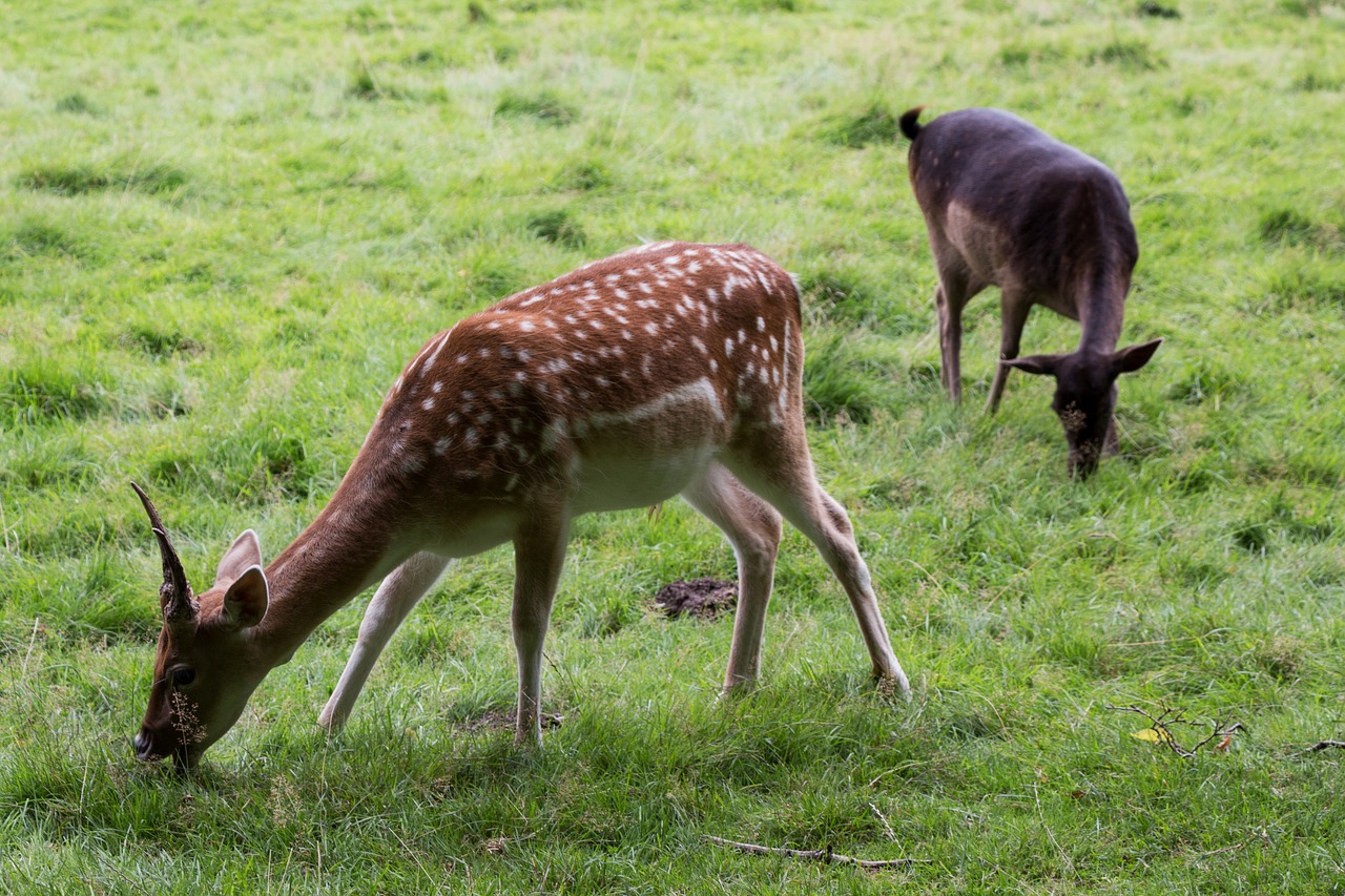 a couple of deer standing on top of a lush green field, a picture, by Daniel Taylor, shutterstock, eating, very accurate photo, in a woodland glade, flash photo