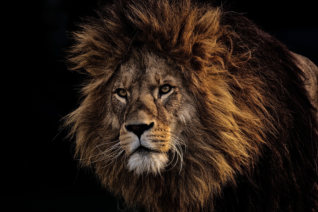 a close up of a lion's face on a black background, pexels contest winner, loin cloth, long mane, “portrait of a cartoon animal, king of kings