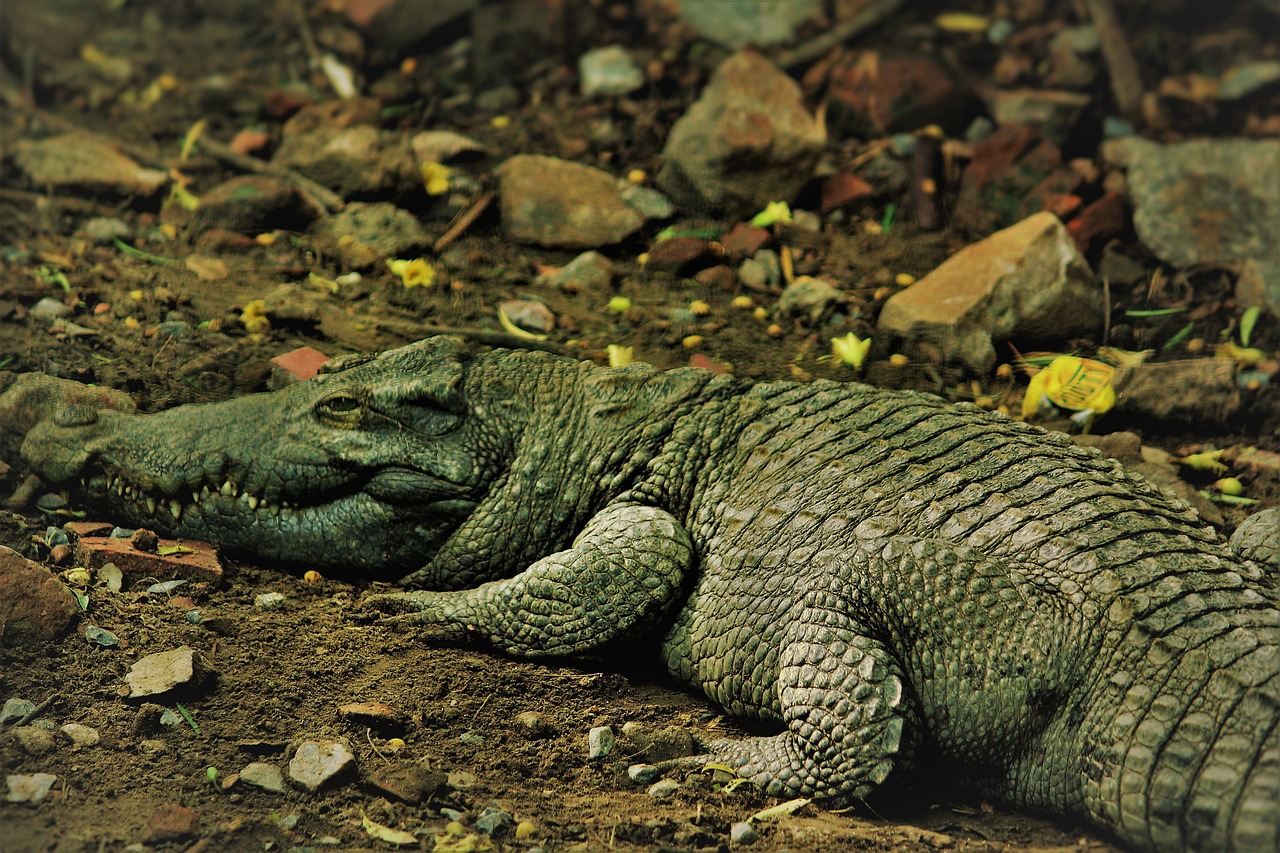 an alligator that is laying down on the ground, by Robert Brackman, hurufiyya, kodachrome k135, uttarakhand, magazine photo, highly detailed picture