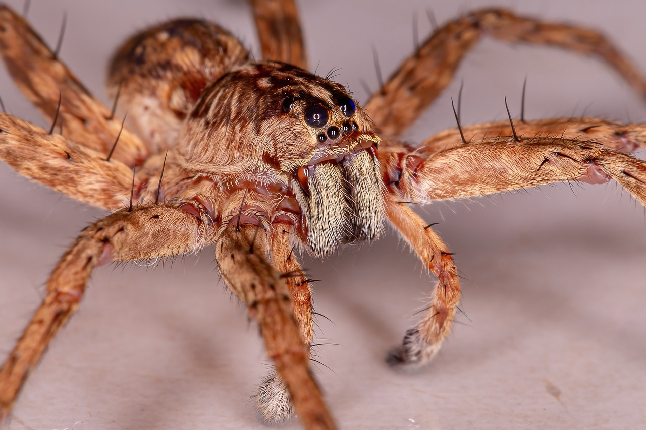 a close up of a spider on a white surface, a macro photograph, by Robert Brackman, shutterstock, big claws, an afghan male type, highly detailed backmouth, spider sitting in chair