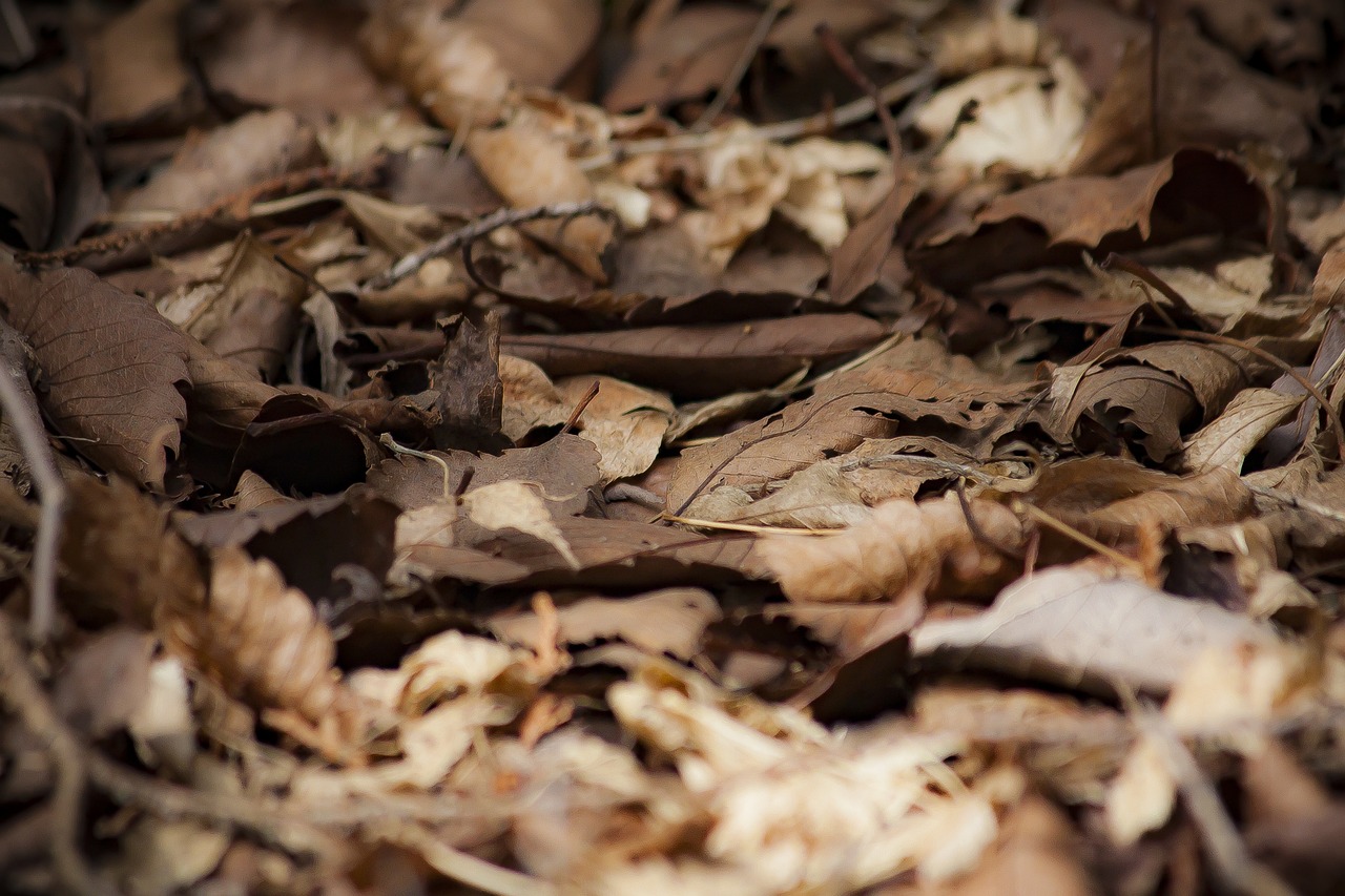 a close up of leaves on the ground, a macro photograph, inspired by Andy Goldsworthy, deforested forest background, in the tropical wood, very sharp photo, debris chips ruins