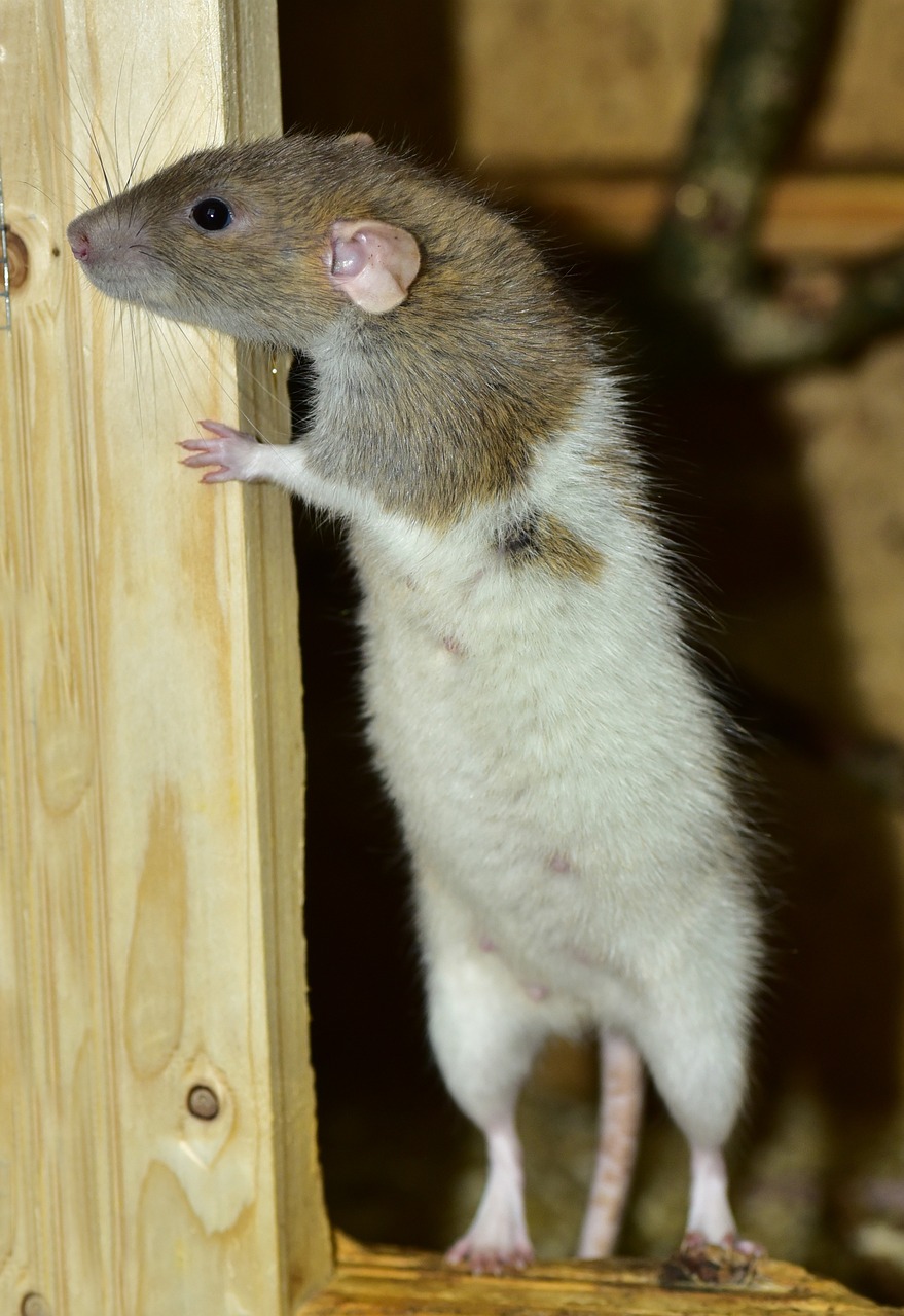 a brown and white rat standing on a piece of wood, shutterstock, standing on a ladder, closeup photo, high res photo