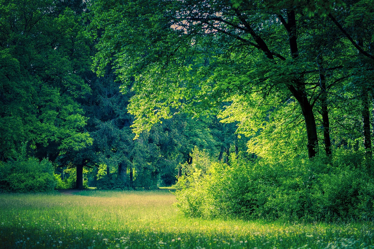 a lush green forest filled with lots of trees, a picture, by Stefan Gierowski, shutterstock, meadow in the background, sunny park background, detailed trees in bloom, soft morning light